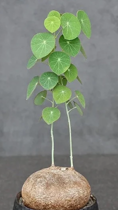 Stephania Cepharantha 6 Pieces Seeds