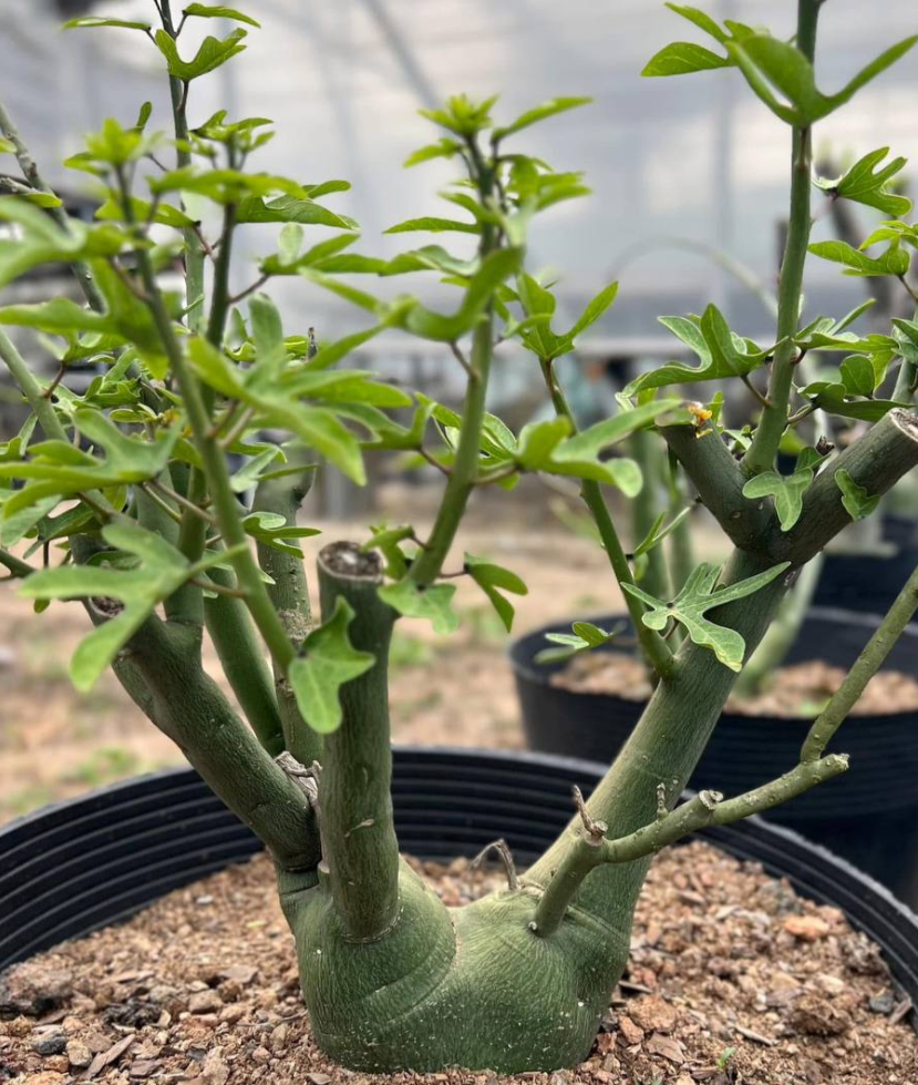 Adenia Venenata 3 Pieces Seeds