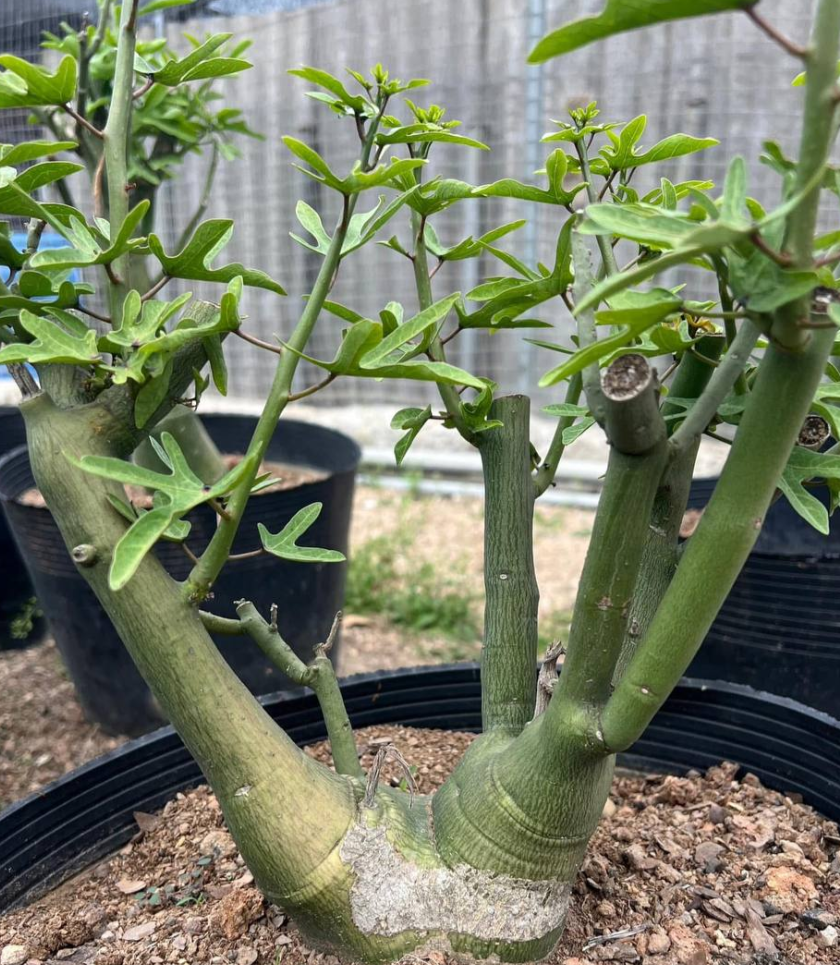 Adenia Venenata 3 Pieces Seeds