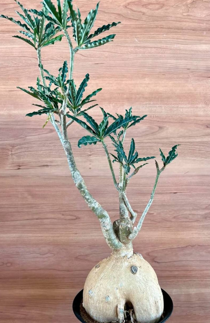 Adenium somalense 6 Pieces Seeds