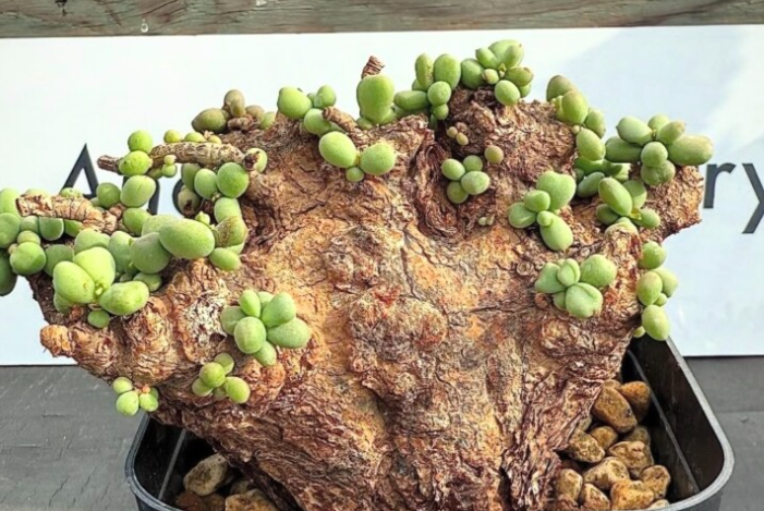 Ceraria pygmaea 5 Pieces Seeds