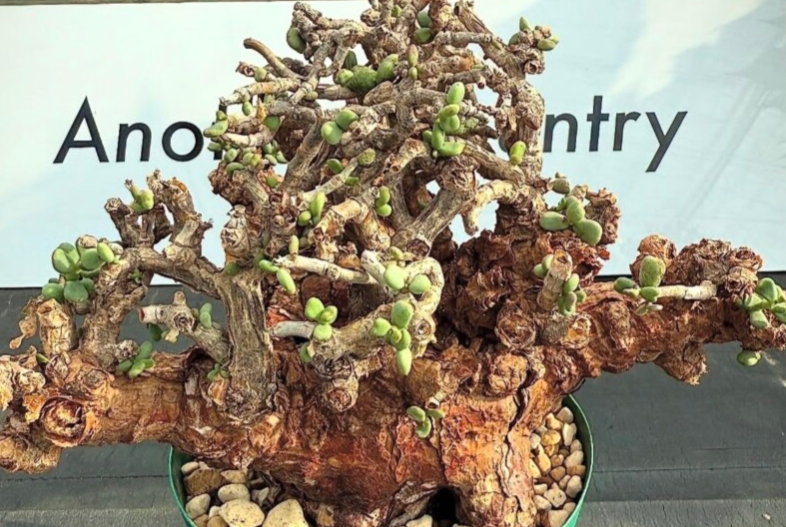 Ceraria pygmaea 5 Pieces Seeds