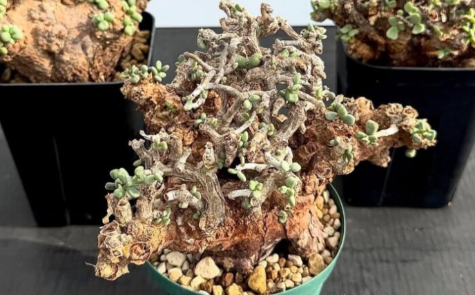 Ceraria pygmaea 5 Pieces Seeds