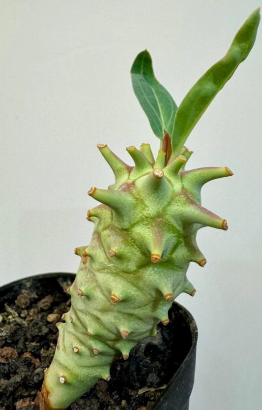 Euphorbia longituberculosa 10 Pieces Seeds