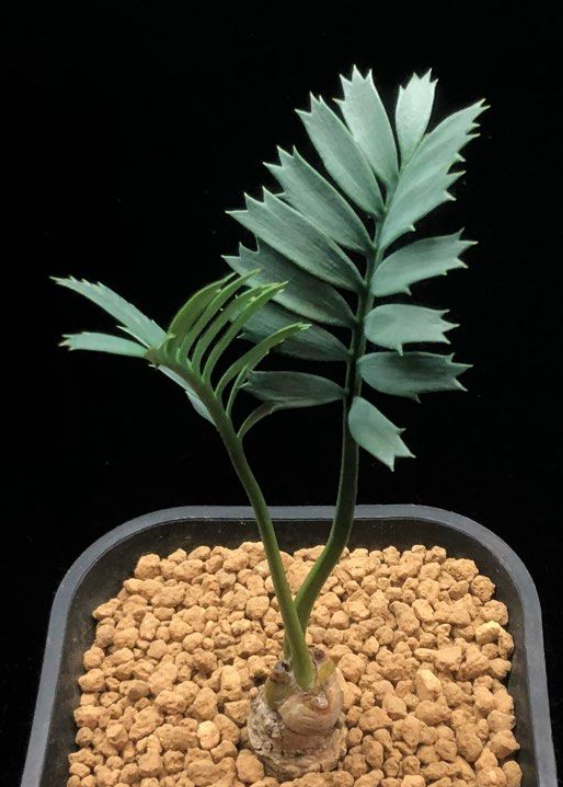 Encephalartos Arenarius 2 Pieces Seeds