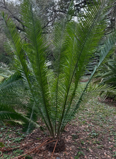 Encephalartos barteri 2 Pieces Seeds