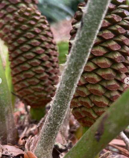 Encephalartos barteri 2 Pieces Seeds
