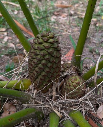 Encephalartos barteri 2 Pieces Seeds