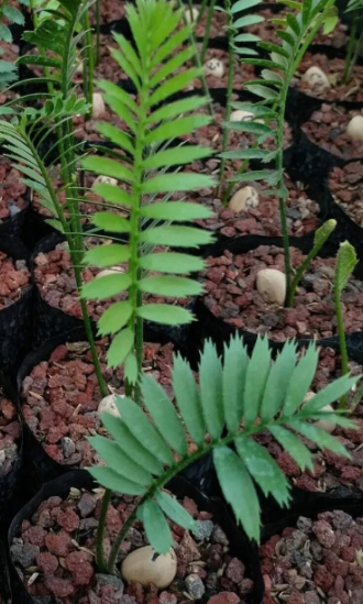 Encephalartos Caffer 2 Pieces Seeds