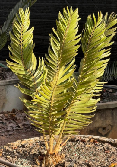 Encephalartos heenanii 2 Pieces Seeds