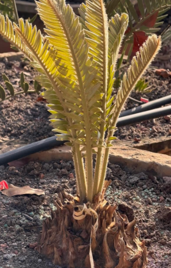 Encephalartos heenanii 2 Pieces Seeds
