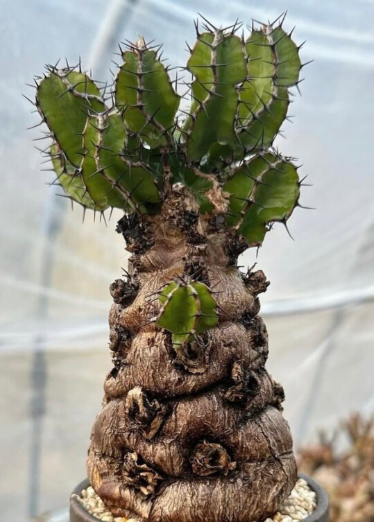 Euphorbia mlangeana 4 Pieces Seeds