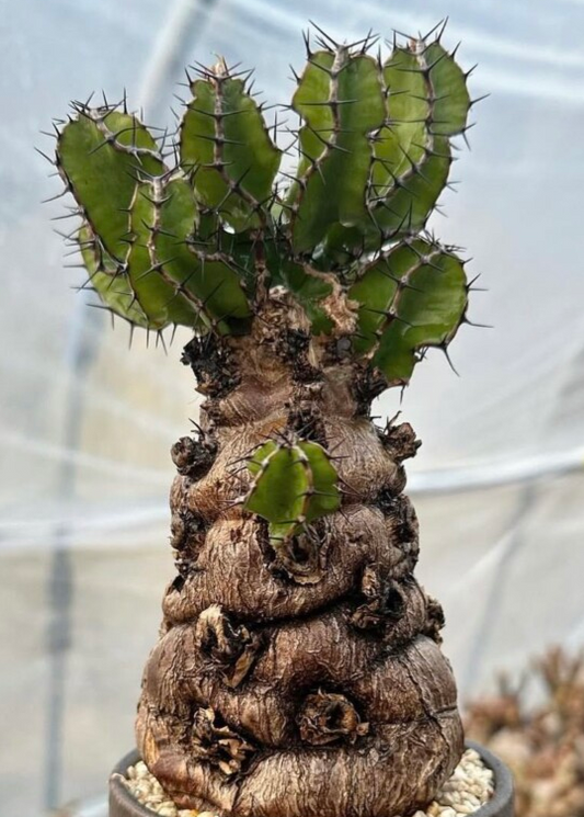 Euphorbia mlangeana 4 Pieces Seeds