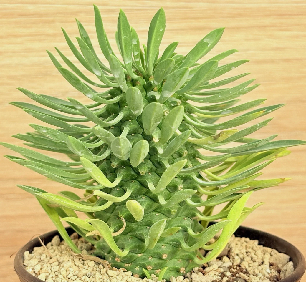 Euphorbia sotetsu-kirin 5 Pieces Seeds