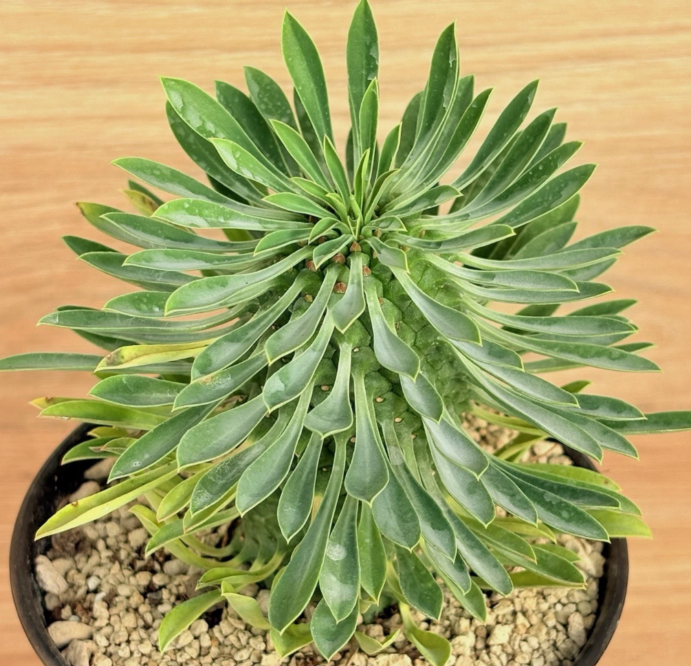 Euphorbia sotetsu-kirin 5 Pieces Seeds