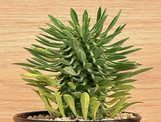 Euphorbia sotetsu-kirin 5 Pieces Seeds