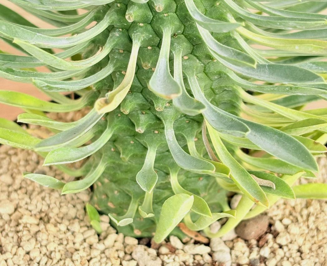 Euphorbia sotetsu-kirin 5 Pieces Seeds