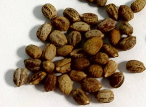 Euphorbia sotetsu-kirin 5 Pieces Seeds