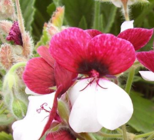 Pelargonium Tricolor 7 Pieces Seeds