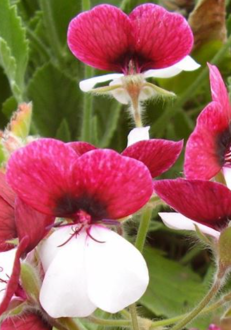 Pelargonium Tricolor 7 Pieces Seeds