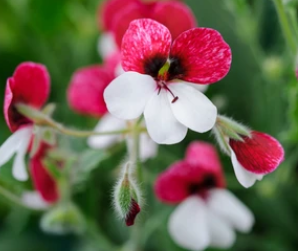 Pelargonium Tricolor 7 Pieces Seeds