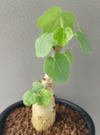 Jatropha conzattii 3 Pieces Seeds