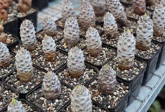 Euphorbia pachypodioides 6 Pieces Seeds