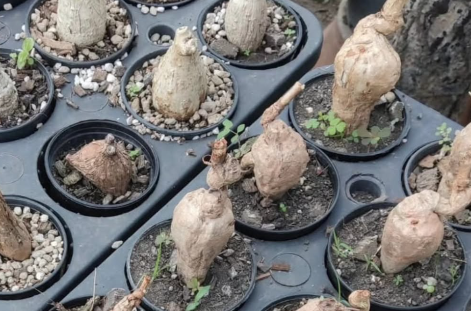 Hydnophytum Formicidae 5 Pieces Seeds
