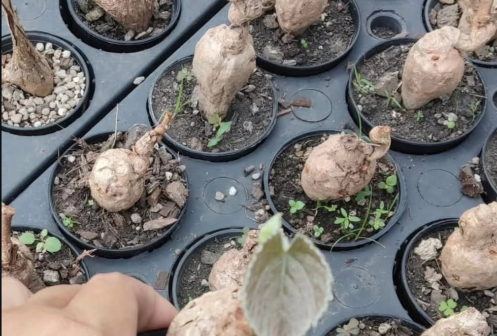 Hydnophytum Formicidae 5 Pieces Seeds