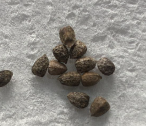 Euphorbia multiceps 7 Pieces Seeds