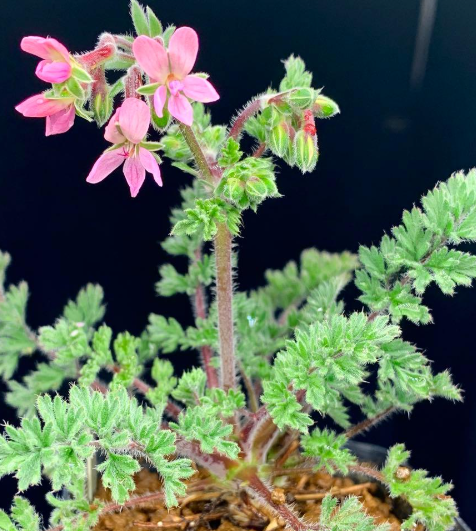 Pelargonium Classicale 5 Pieces Seeds