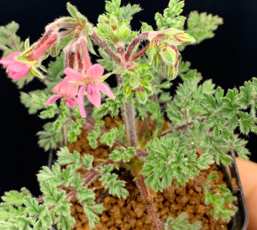 Pelargonium Classicale 5 Pieces Seeds