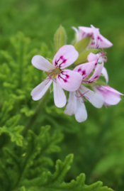 Pelargonium asperum 5 Pieces Seeds