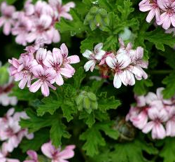 Pelargonium asperum 5 Pieces Seeds