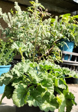 Pelargonium mollicomum 5 Pieces Seeds