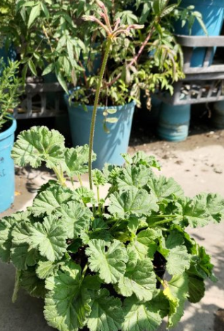 Pelargonium mollicomum 5 Pieces Seeds