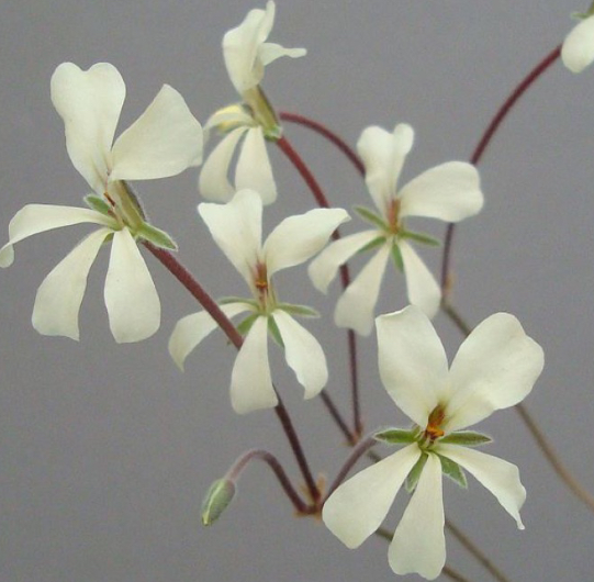 Pelargonium flavidum 3 Pieces Seeds