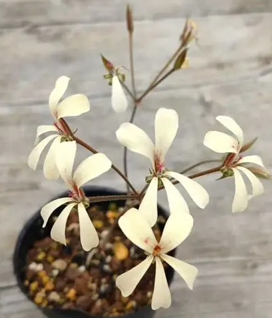 Pelargonium flavidum 3 Pieces Seeds
