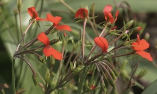 Pelargonium tongaense 3 Pieces Seeds