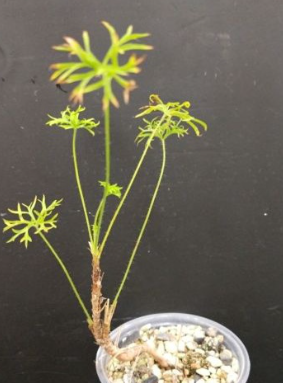 Pelargonium aridum 3 Pieces Seeds