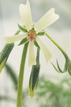 Pelargonium aridum 3 Pieces Seeds