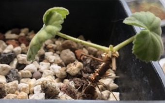 Pelargonium worcesterae 3 Pieces Seeds