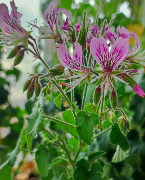 Pelargonium cordifolium 3 Pieces Seeds