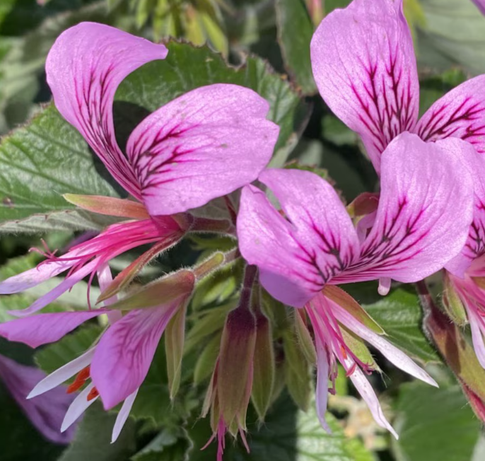 Pelargonium cordifolium 3 Pieces Seeds