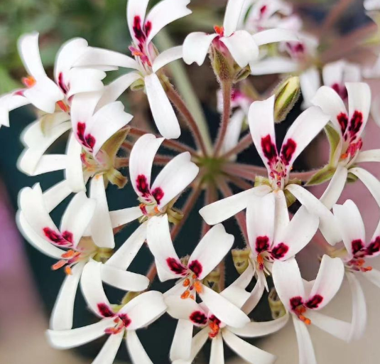 Pelargonium petroselinifolium 3 Pieces Seeds