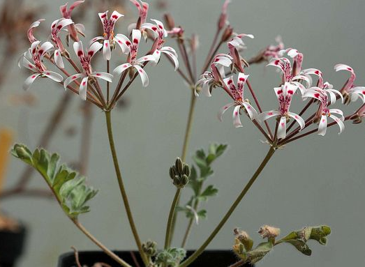 Pelargonium petroselinifolium 3 Pieces Seeds