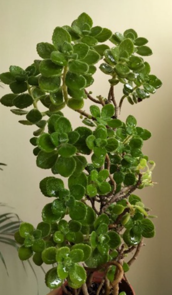 Pelargonium odoratissimum 3 Pieces Seeds