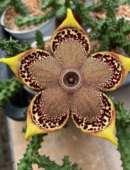 Edithcolea grandis "Honey" 8 Pieces Seeds