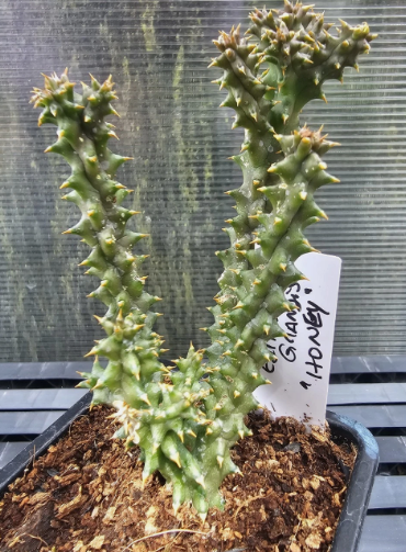 Edithcolea grandis "Honey" 8 Pieces Seeds