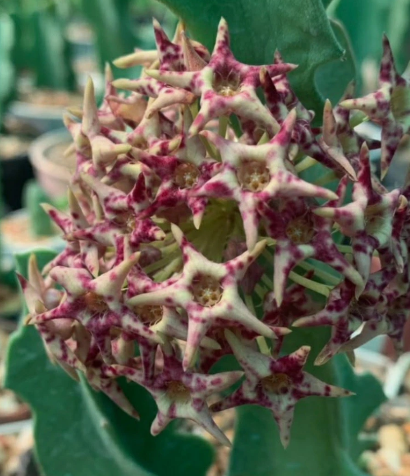 Caralluma acutangula x Desmidorchis tardelli 6 Pieces Seeds